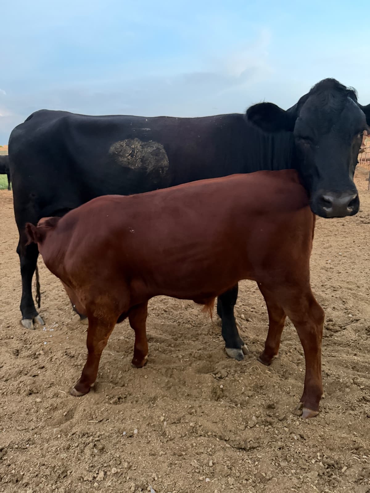 Cow calf pair