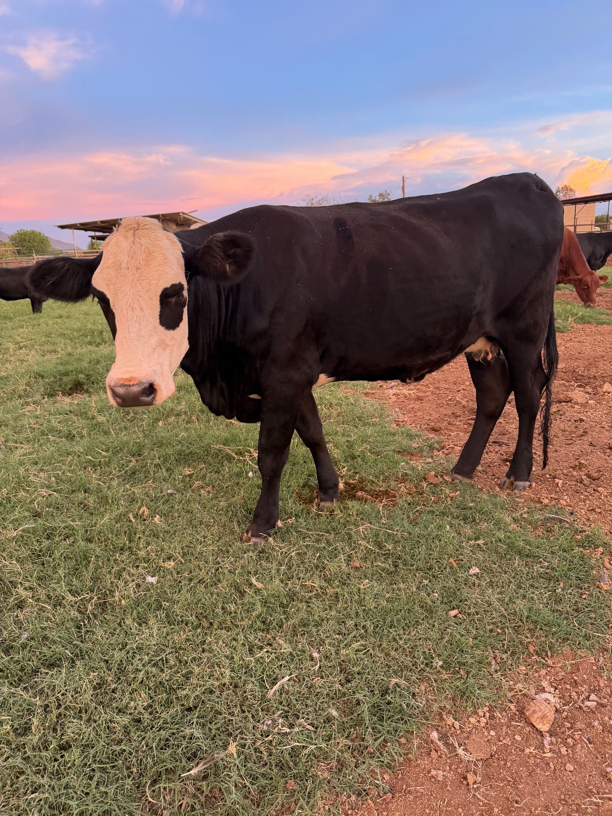 White Baldy Cow