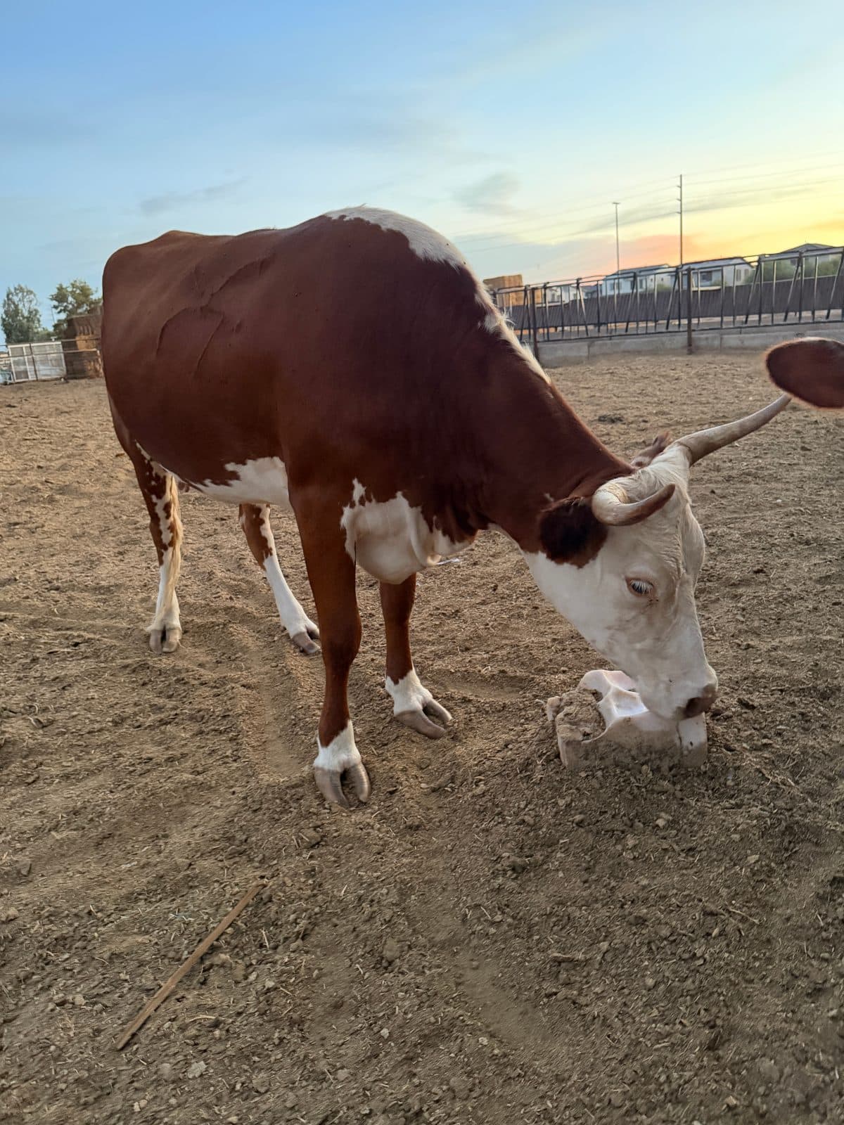 1 Hereford Cross Cow